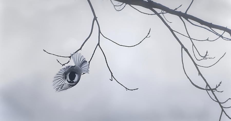 Chickadee Photograph by Sandra Silva