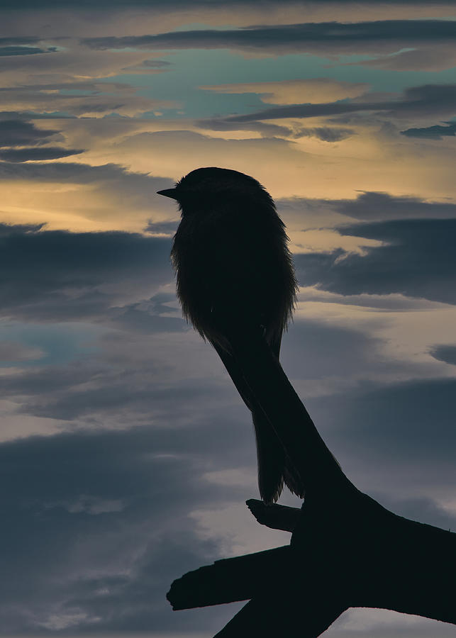 Chickadee Sunrise 2 Photograph by Bob Orsillo