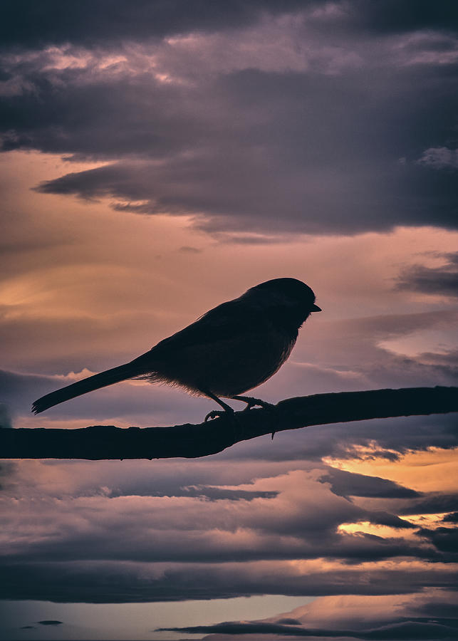 Chickadee Sunrise  Photograph by Bob Orsillo