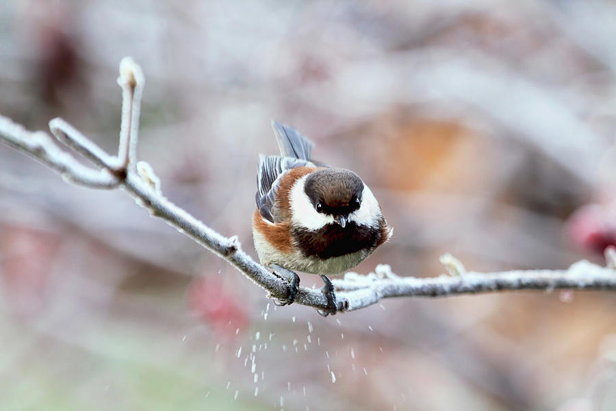 Chickadee - The Landing Photograph by Peggy Collins