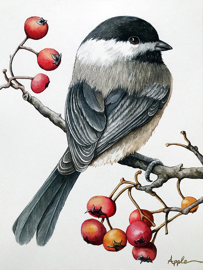 Chickadee watercolor Painting by Linda Apple