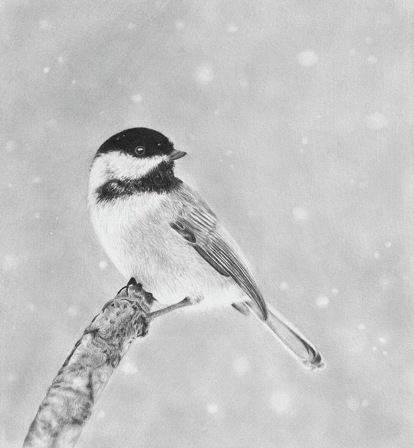 Nature Drawing - Chickadee by WickedIllusion