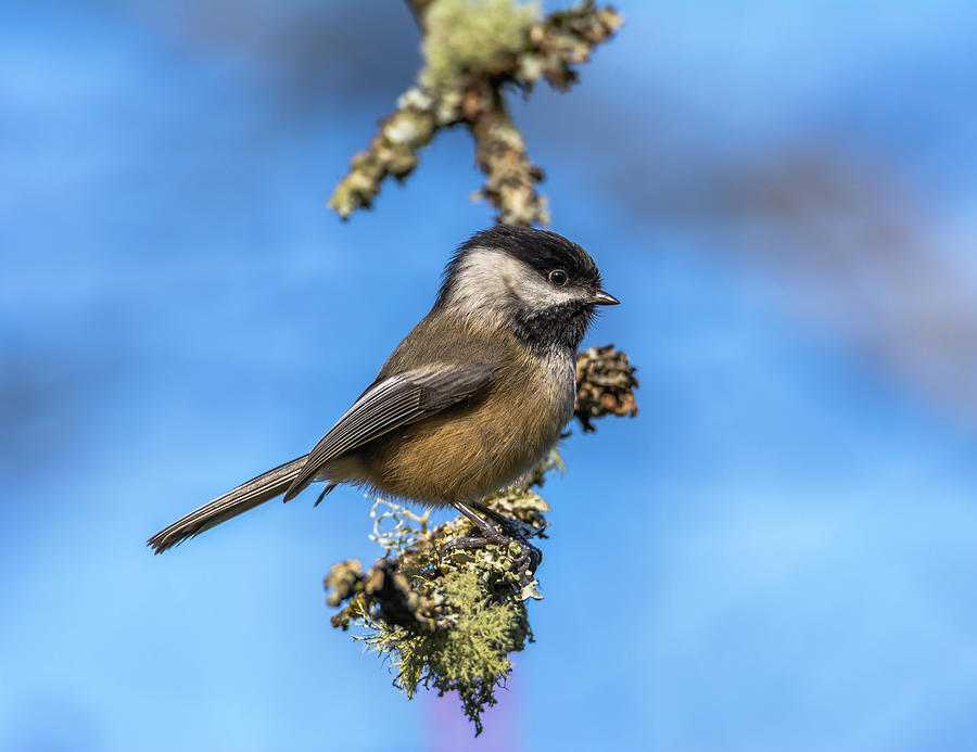 Chickadee With Blue Background Photograph