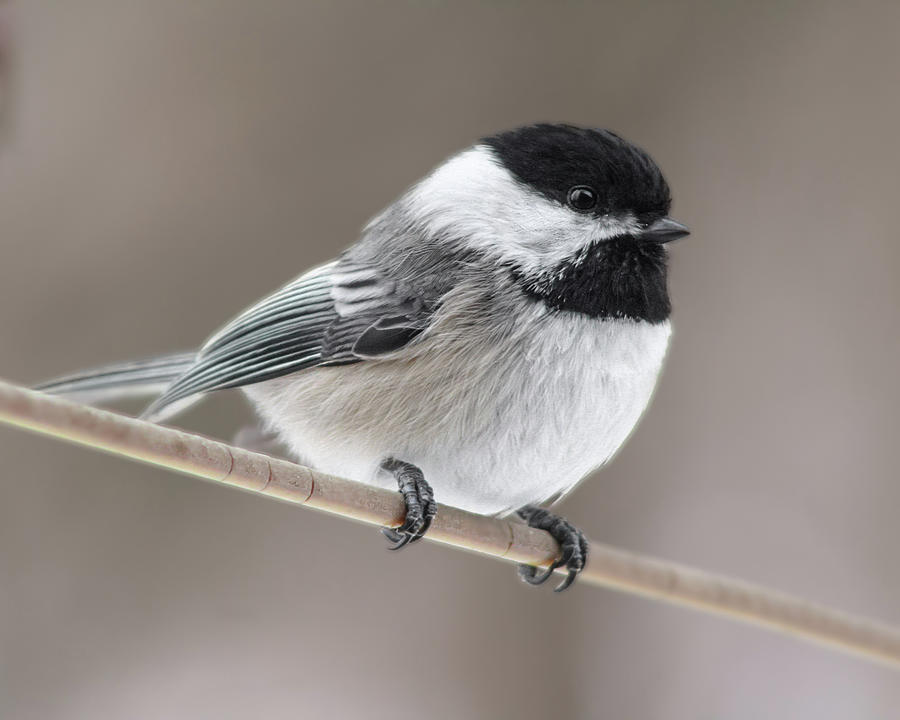 Chickadees of Bucks County Photograph by Courtney Steiner - Fine Art ...