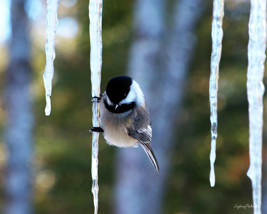 Chickadees on Ice, Forest Photograph by Sydney Michalski Chickadees on Ice, Forest Photograph by Sydney Michalski