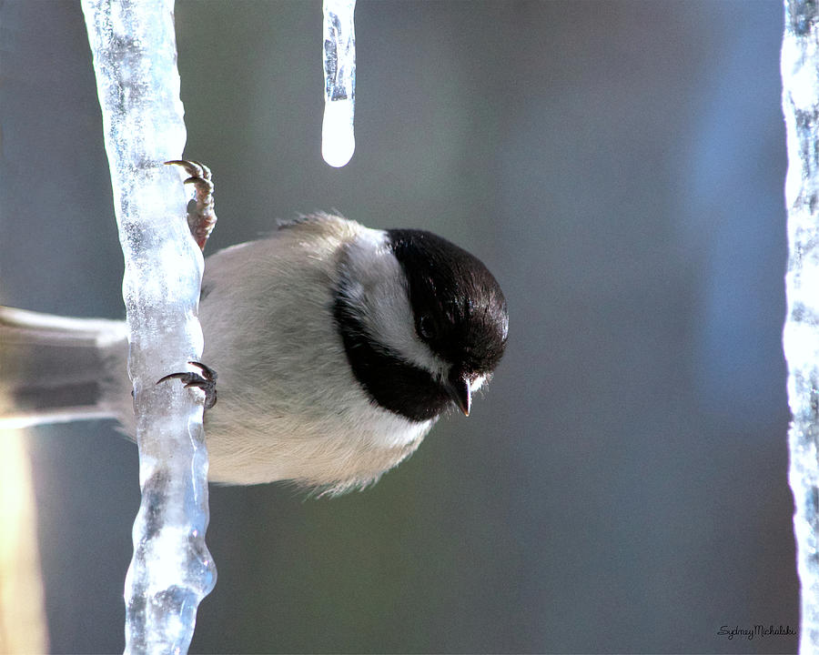 Chickadees on Ice, Gray Photograph by Sydney Michalski Chickadees on Ice, Gray Photograph by Sydney Michalski