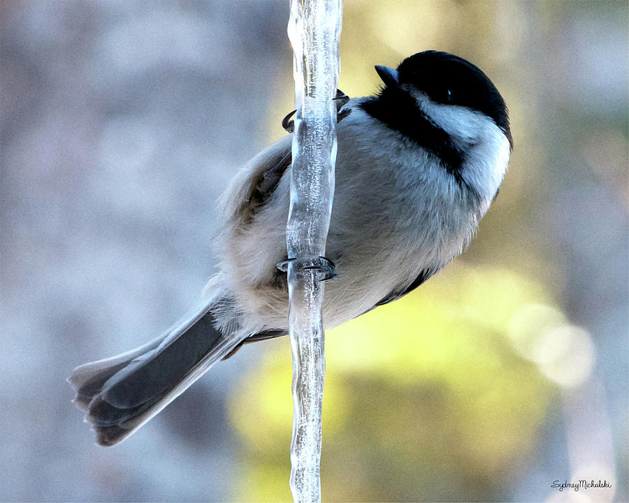 Chickadees on Ice, Sunshine Photograph by Sydney Michalski Chickadees on Ice, Sunshine Photograph by Sydney Michalski
