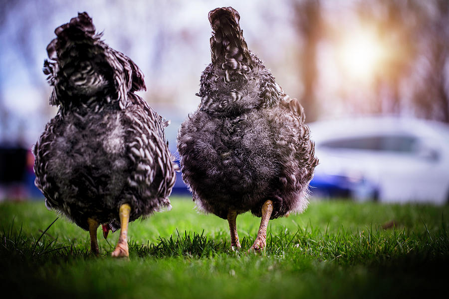 Chicken Butts Photograph by Nicole Engstrom
