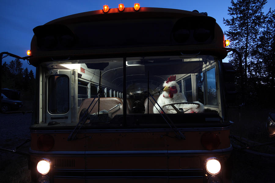 Chicken Driving a School Bus Photograph by RonBailey