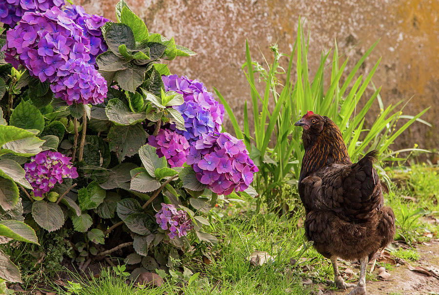 Chicken in Hydrangeas Photograph by Denise Kopko