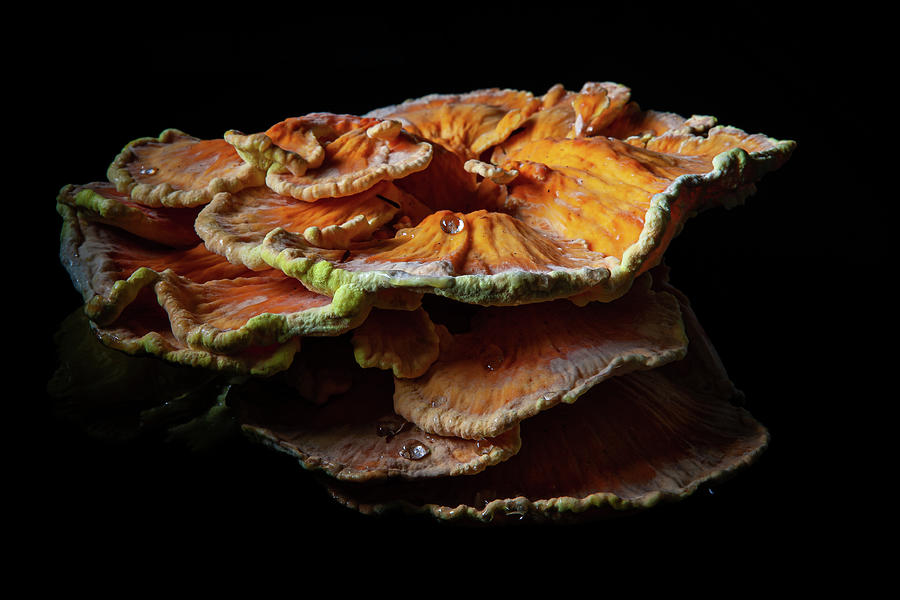 Chicken of the Forest Photograph by Marian Tagliarino