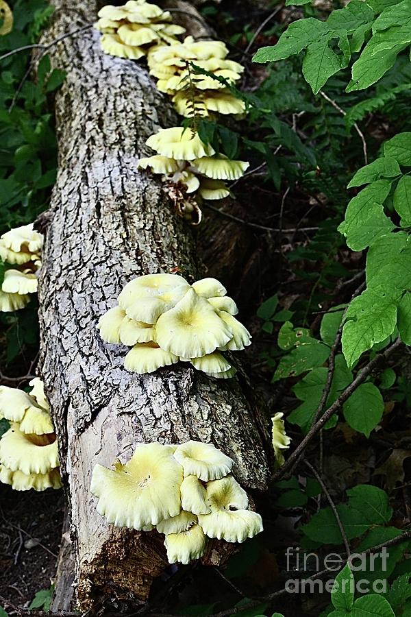 Chicken of the Woods Photograph by Cornelia DeDona