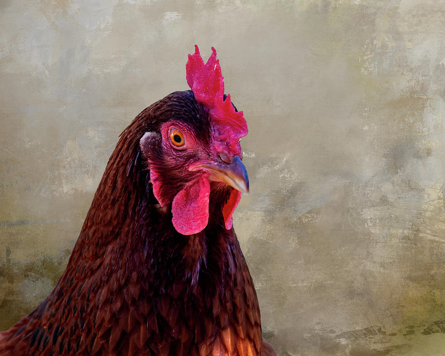 Chicken Portrait Photograph by Cathy Kovarik