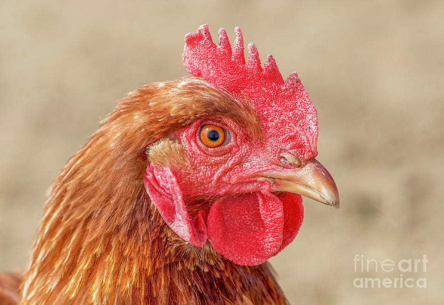 Chicken Portrait Photograph by Shirley Dutchkowski