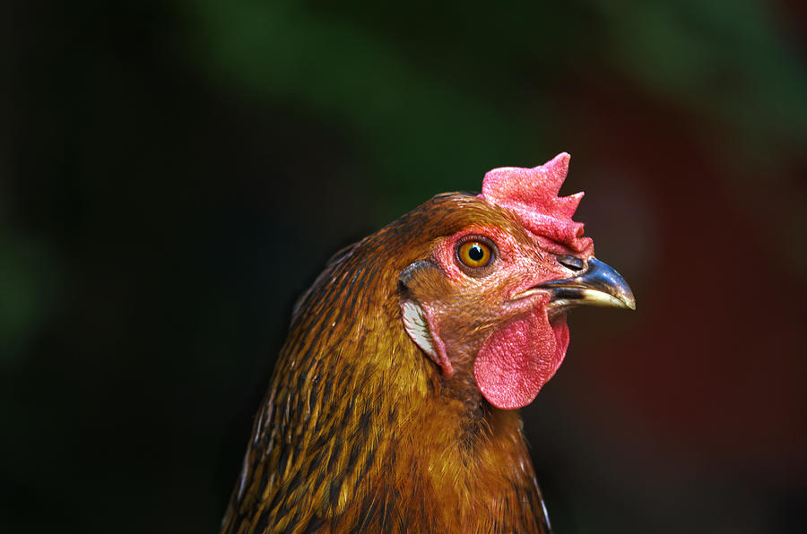 Chicken Profile Photograph by Ally White
