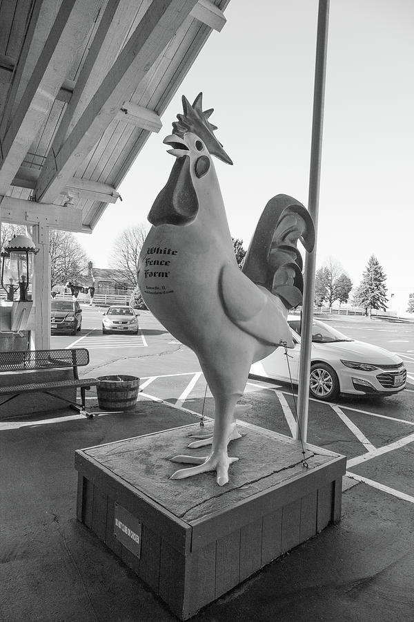 Chicken statue on Historic Route 66 at White Fence Farm in Romeoville Illinois BW Photograph by Eldon McGraw