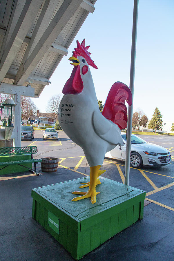 Chicken statue on Historic Route 66 at White Fence Farm in Romeoville Illinois Photograph by Eldon McGraw
