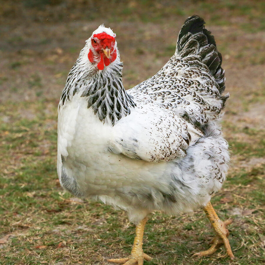 Chicken Strut Photograph by Donna Kaluzniak - Fine Art America