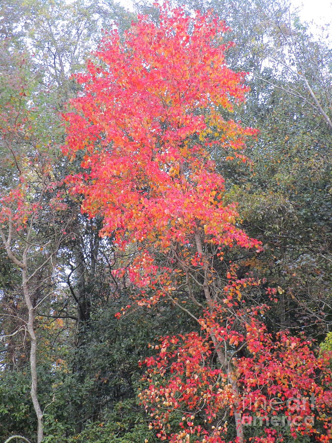Chicken Tree Ablaze With Color Photograph by Seaux-N-Seau Soileau