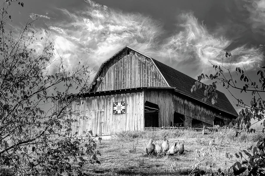 Chickens at the Farm Barn Black and White Photograph by Debra and Dave Vanderlaan