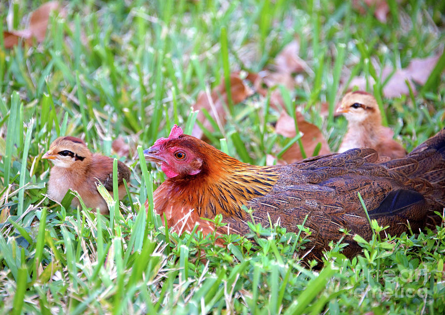 Chickens in Key West Photograph by David Lee Thompson