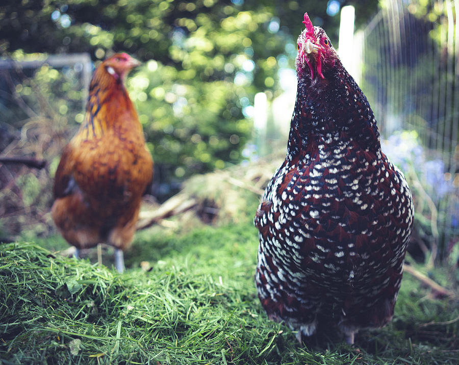 Chickens in the Yard Photograph by Ada Weyland