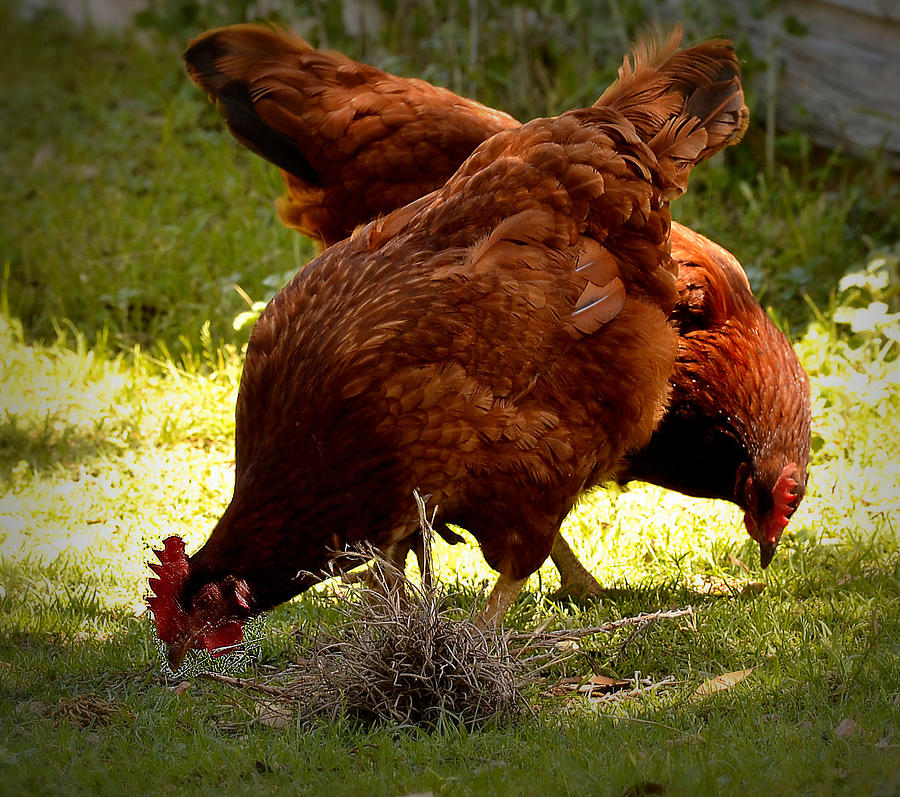 Chickens Peckn Photograph by Nadalyn Larsen