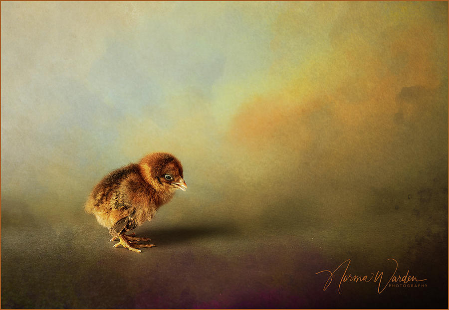 Chicks Series -  Brown Chick  Photograph by Norma Warden