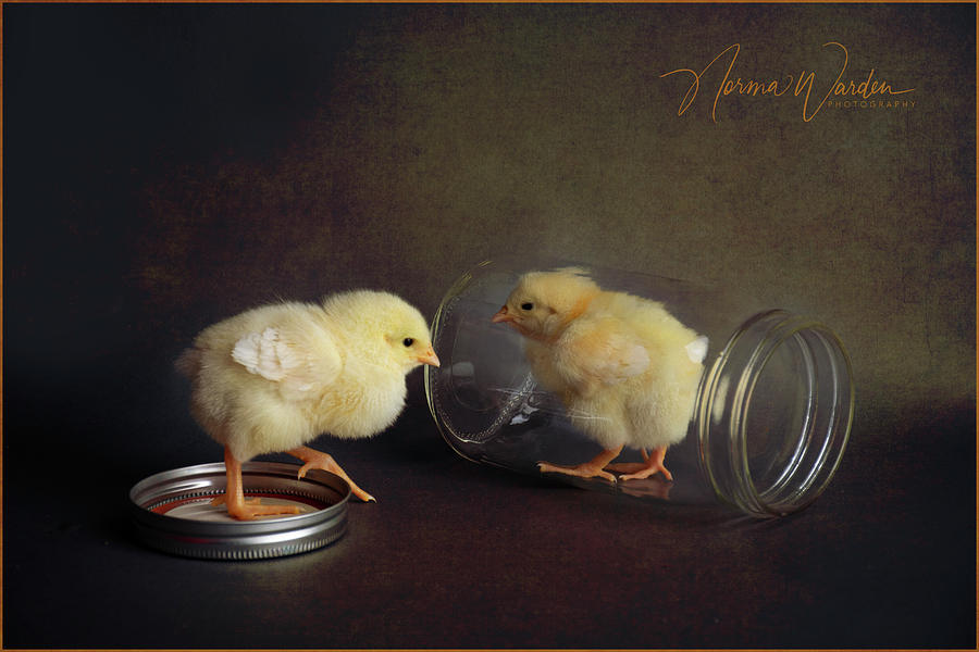 Chicks Series - Yellow Chick with Jar Photograph by Norma Warden