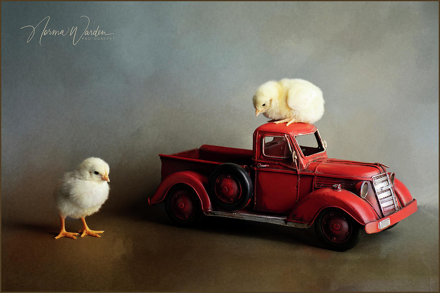 Chicks Series - Yellow Chicks  With Pickup Truck II Photograph by Norma Warden