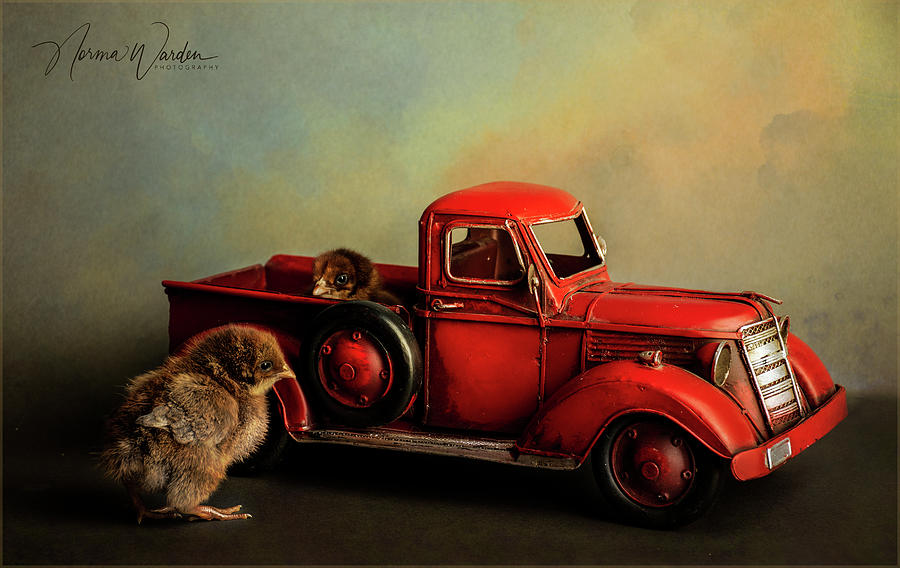 Chicks Series - Brown Chicks  With Pickup Truck I Photograph by Norma Warden
