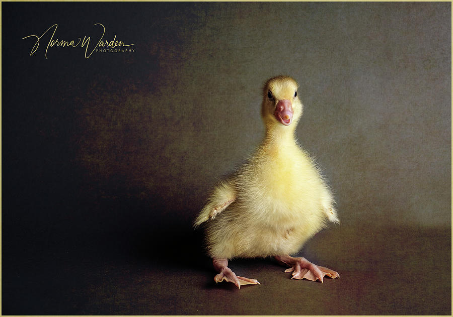 Chicks Series - Yellow Gosling Photograph by Norma Warden