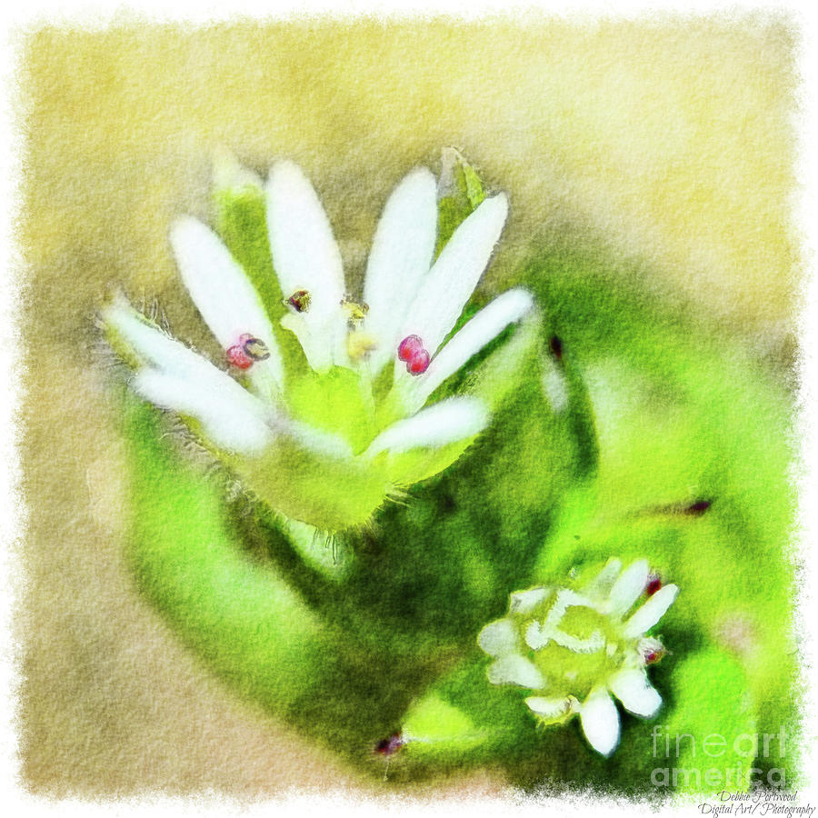 Chickweed Bloom - Digital effect Mixed Media by Debbie Portwood