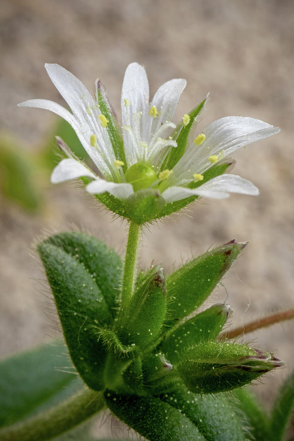 Chickweed Bloom Photograph by Ira Marcus