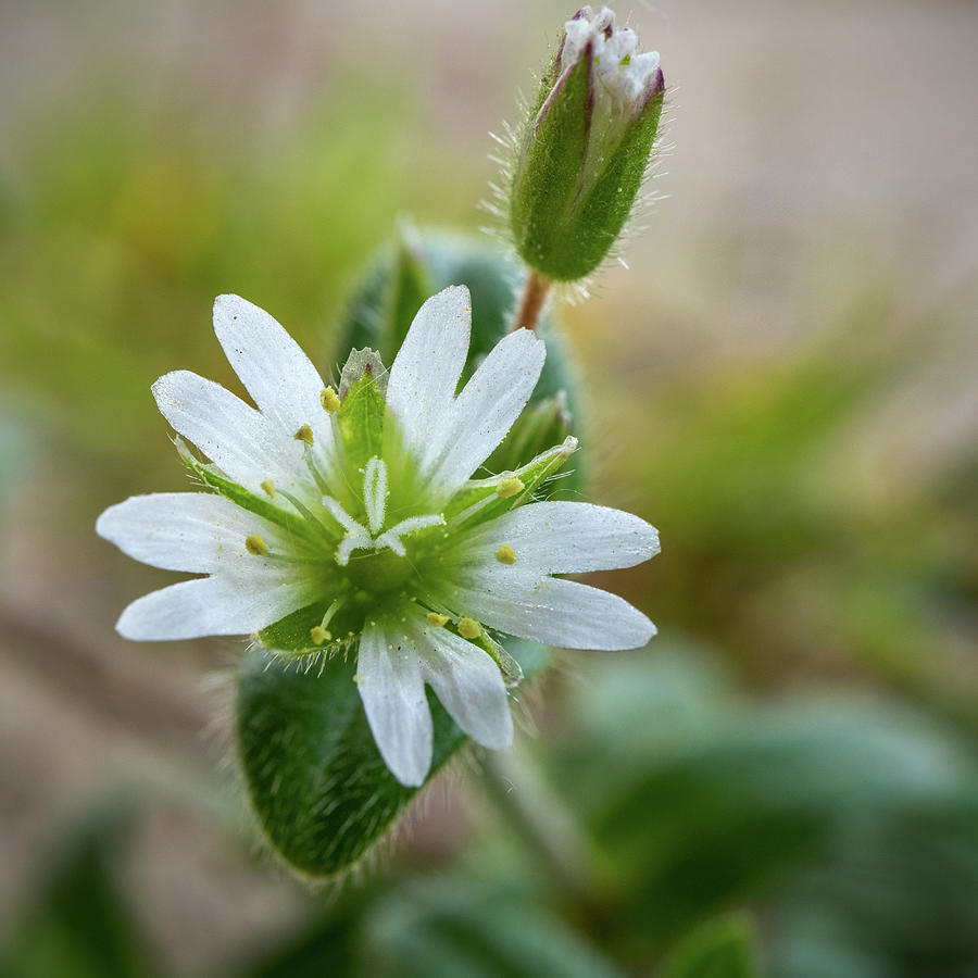 Chickweed Flower Photograph by Ira Marcus