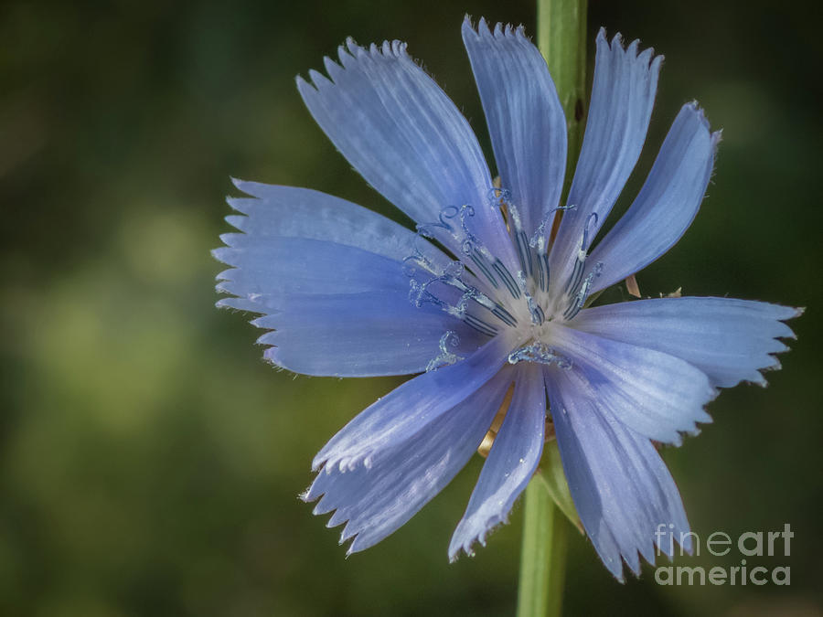 Chicory Blossom in Evening Light Photograph by Nancy Gleason