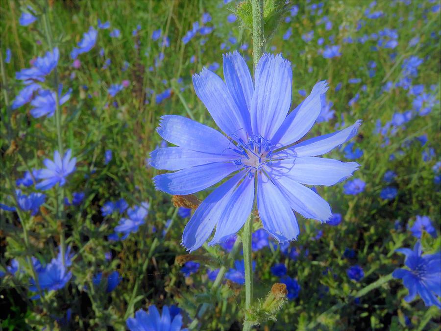 Chicory Blue  Photograph by Lori Frisch