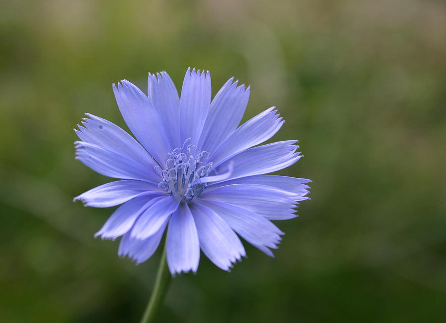 Chicory Photograph by Callen Harty - Fine Art America