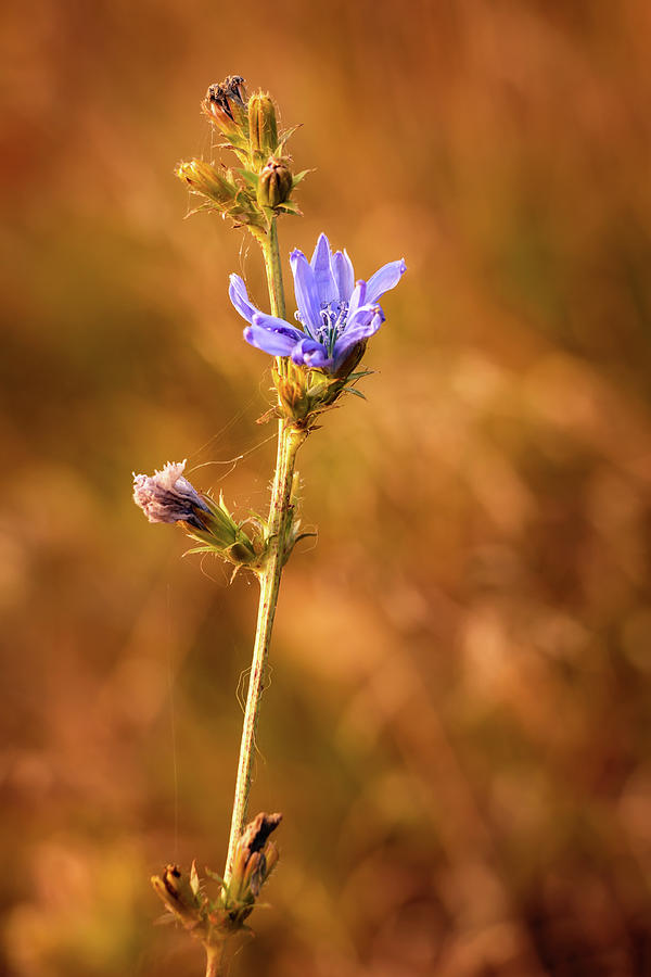 Chicory flower at fall Photograph by Cristina Stefan