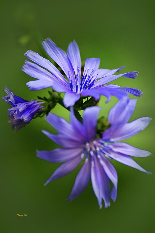 Chicory Flowers Photograph by Christina Rollo