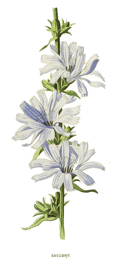 Chicory Drawing by Ivan-96