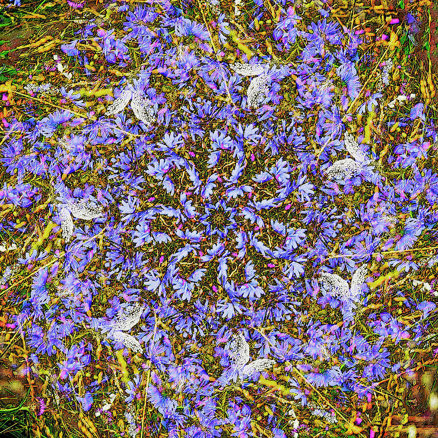 Chicory Seven Digital Art