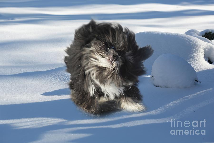 Chicos First Snow Photograph by Eva Lechner