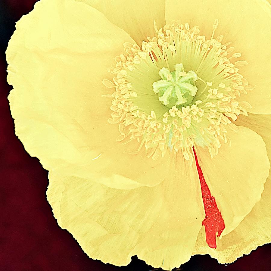 Chiffon Yellow Poppy Photograph by Lori Lafargue