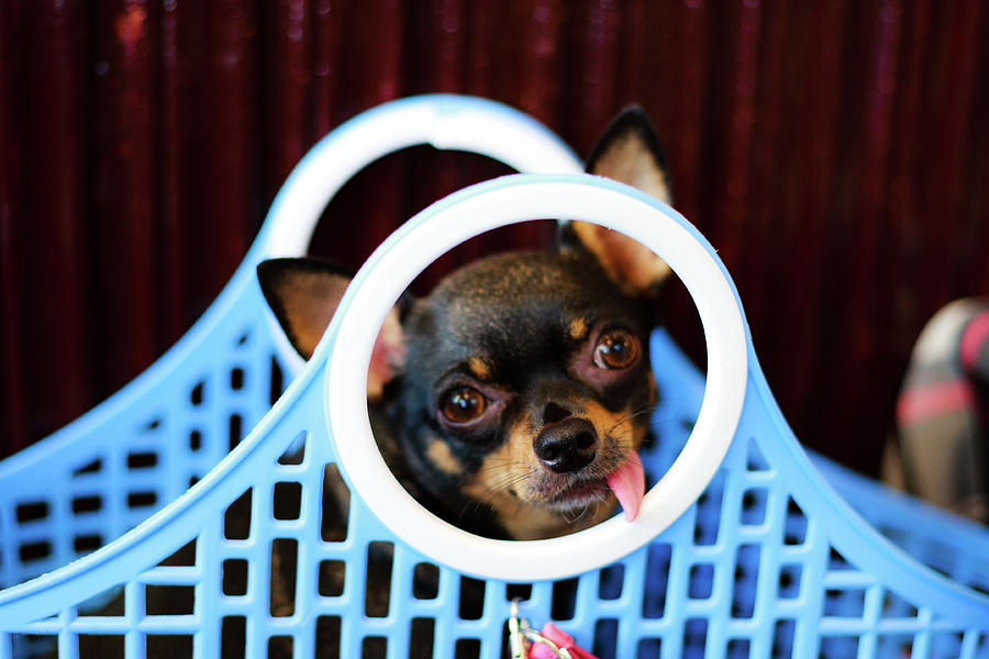 Chihuahua cute puppy in tote bag Photograph by Quang Nguyen Vinh - Fine