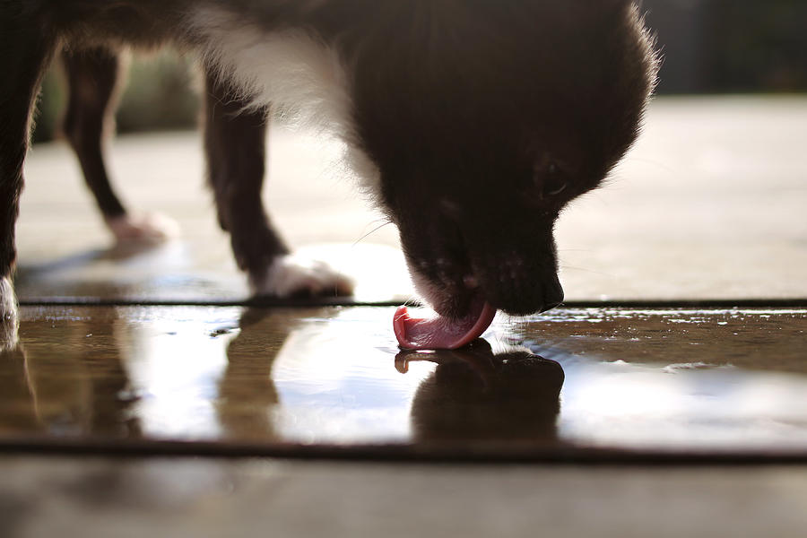 Chihuahua dog licking water off floor Photograph by Stephanie_grafvocat