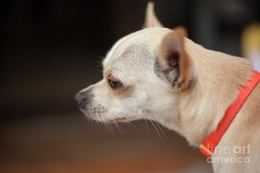 chihuahua muzzle