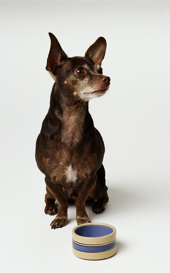 Chihuahua Dog With Bowl Photograph by GK Hart/Vikki Hart
