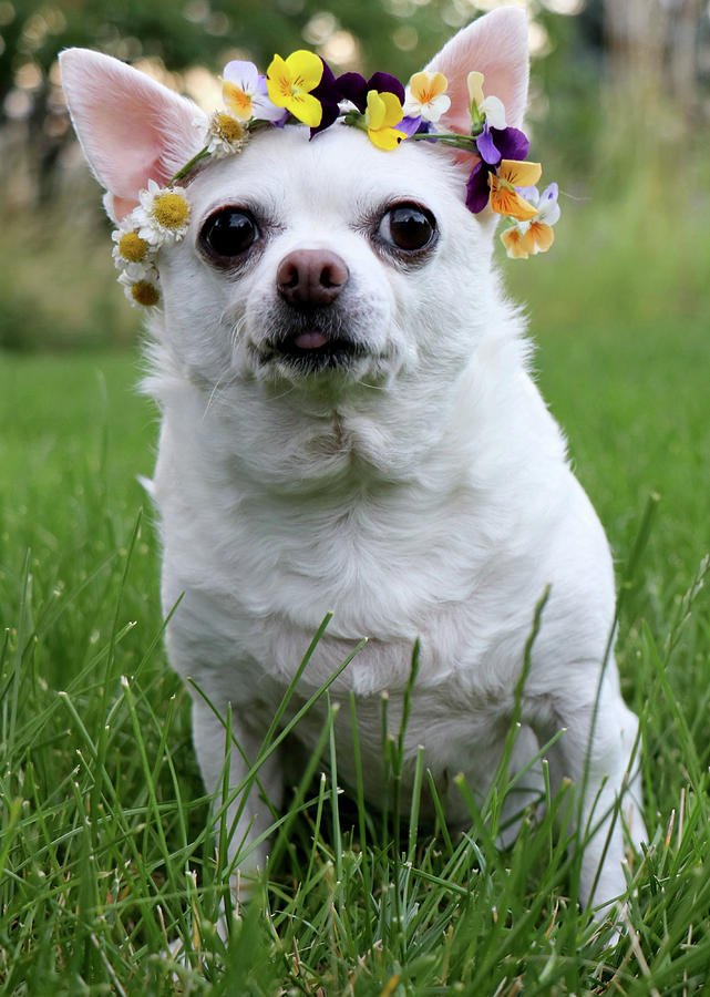 Chihuahua Flower Child Photograph by April Stevenson - Fine Art America