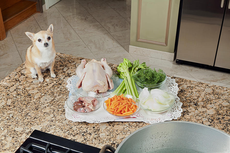 Chihuahua looking at soup ingredients Photograph by JodiJacobson